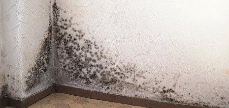 Causes salpêtre, moisissure, mérule, champignons sur vos murs